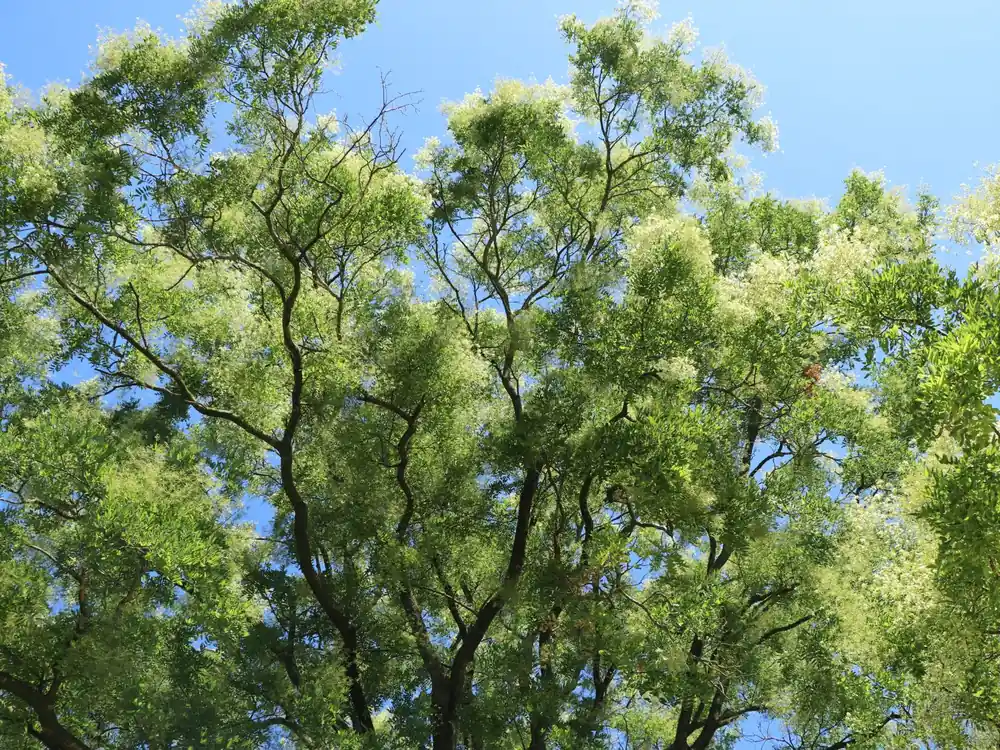 Schnurbaum Günstig