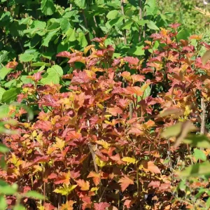 Blasenspiere ‘Amber Jubilee‘ ® Billig