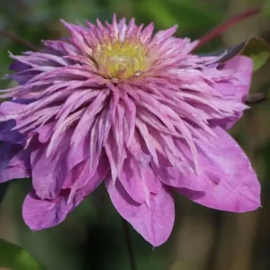 Günstig Clematis ‘Kaiser‘