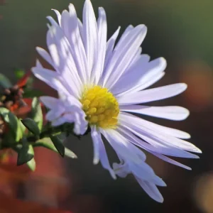 Glattblatt-Aster ‘Porzellan‘ Direkt Vom Hersteller