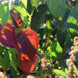 Wochenendangebot Japanischer Blumen-Hartriegel ‘Bultinck‘s Giant Flower‘