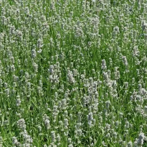 Weißblühender Lavendel ‘Arctic Snow‘ Jetzt Kaufen