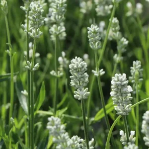 Schneller Versand Weißblühender Lavendel ‘Nana Alba‘