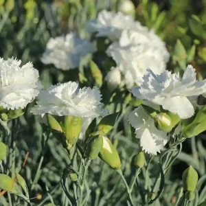 Feder-Nelke ‘Haytor White‘ Neue Kollektion