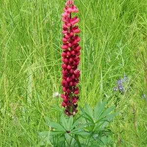 Expressversand Lupine ‘My Castle‘