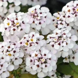 Solange Der Vorrat Reicht Immergrüne Schleifenblume ‘Masterpiece‘ ®