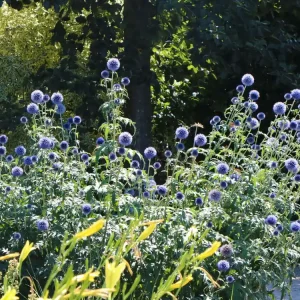 Top-Angebot Kugeldistel ‘Blue Glow‘