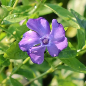 Kleines Immergrün ‘Flower Power‘ Echt