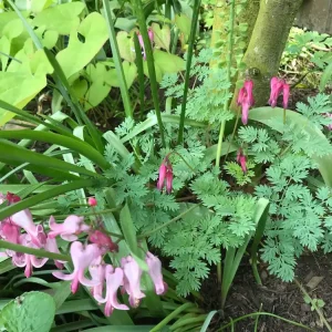 Zwergige Herzblume ‘Red Fountain‘ ® Bestseller