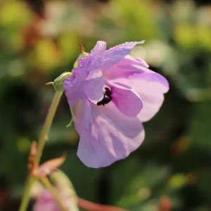 Kostenfreie Lieferung Storchschnabel ‘Lilac Ice‘