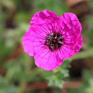 Kostenloser Versand Aschgrauer Storchschnabel ‘Purple Pillow‘