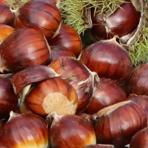 Esskastanie ‘Argenteovariegata‘ Super-Preis