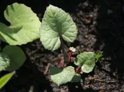 Neu Im Sortiment Gewöhnliche Pestwurz