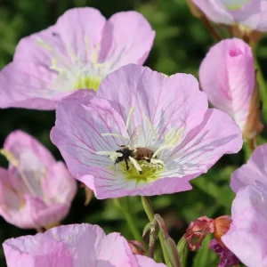 Zertifiziert Rosa Nachtkerze ‘Siskiyou‘