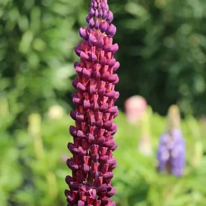 Lupine ‘Masterpiece‘ ® Echt