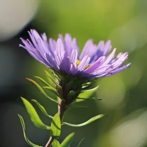 Neu Im Sortiment Aromatische Aster ‘October Skies‘
