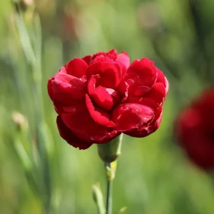 Jetzt Bestellen Feder-Nelke ‘Desmond‘
