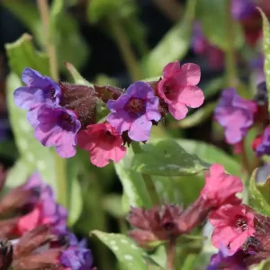 Großgeflecktes Lungenkraut ‘Silver Bouquet‘ ® Schnäppchen