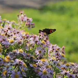 Echt Ageratum-ähnliche Aster ‘Asran‘