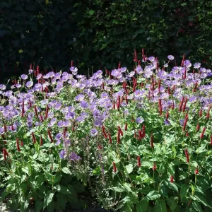 Frikarts Aster ‘Wunder von Stäfa‘ Rabatt