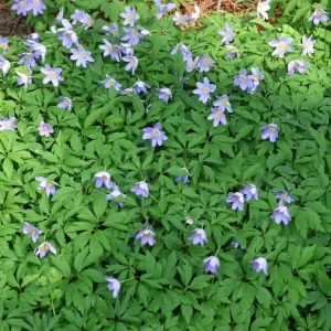 Kracherpreis Busch-Windröschen ‘Robinsoniana‘