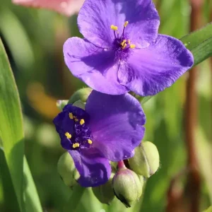 Dreimasterblume ‘Purwell Giant‘ Saisonangebot