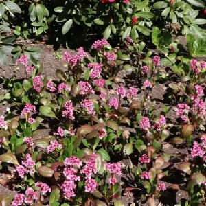 Markenprodukt Bergenie ‘Pink Dragonfly‘