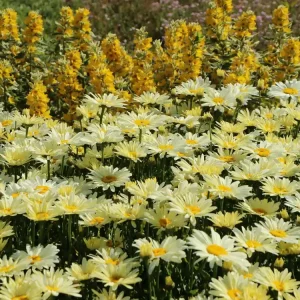 Großblumige Margerite ‘Broadway Lights‘ ® Sonderaktion