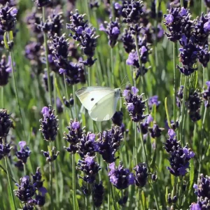 Lavendel ‘Ellagance Purple‘ Ausverkauf