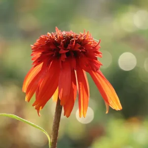 Scheinsonnenhut ‘Hot Papaya‘ ® Geprüft