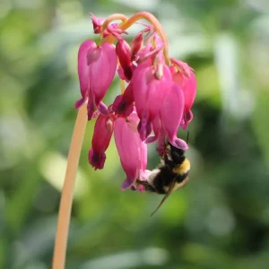 Top-Preis Zwergige Herzblume ‘Luxuriant‘