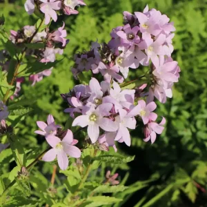 Preisknaller Dolden-Glockenblume ‘Loddon Anne‘