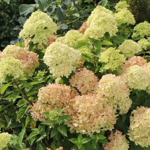 Schnäppchen Zwerg-Rispenhortensie ‘Little Lime‘
