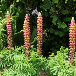 Kostenfreie Lieferung Lupine ‘Manhattan Lights‘ ®