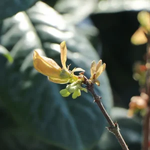 Honigbeere / Sibirische Blaubeere ‘Balaleika‘ Kostenfreie Lieferung