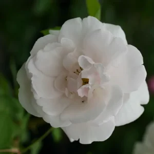 Expressversand Kletterrose ‘Mme Alfred Carriere‘