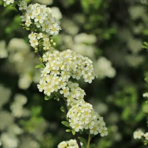 Strauchspiere ‘Flächenfüller‘ Sale