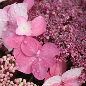 Neu Tellerhortensie Endless Summer ® ‘Twist-n-Shout‘ (Rosa)
