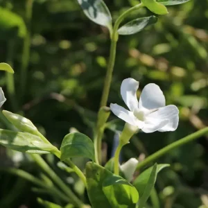 Kleines Immergrün ‘Gertrude Jekyll‘ Günstig