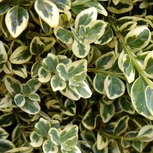 Wochenendangebot Buchsbaum ‘Elegantissima‘