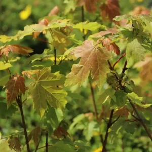 Ahorn ‘Autumn Blaze‘ Sale