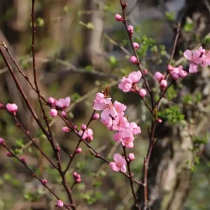Mandel-Pfirsich ‘Spring Glow‘ Preiswert