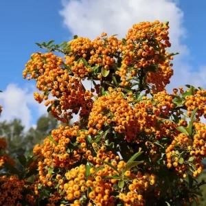 Feuerdorn ‘Saphyr Orange‘ ® Nur Für Kurze Zeit
