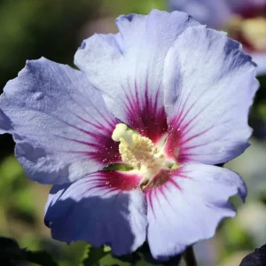 Garteneibisch ‘Ultramarine‘ ® Schnäppchen