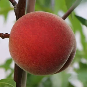 Pfirsich ‘Früher Roter Ingelheimer‘ Sofort Bestellen