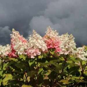 Markenprodukt Rispenhortensie ‘Candlelight‘ ®