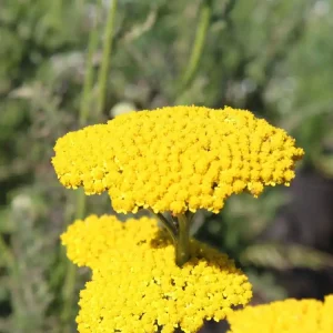 Wochenendangebot Hohe Gold-Garbe ‘Summer Gold‘ ®