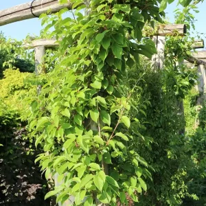 Nur Für Kurze Zeit Trauben-Kiwi / Zwerg-Kiwi ‘Ken‘s Red‘ (weiblich)