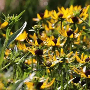 Sonnenhut ‘Little Gold Star‘ ® Sichere Zahlung