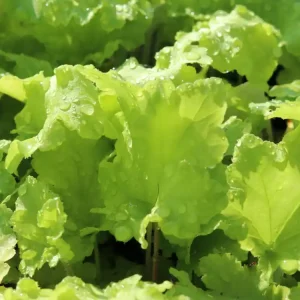 Silberglöckchen ‘Lime Marmalade‘ Sofort Bestellen